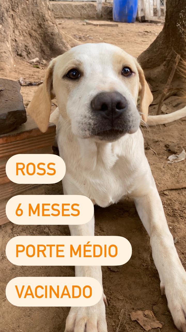 Ross